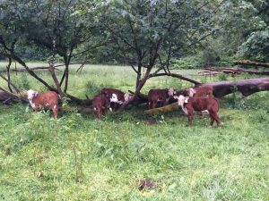 Cows at OPN Member Nehalem River Ranch